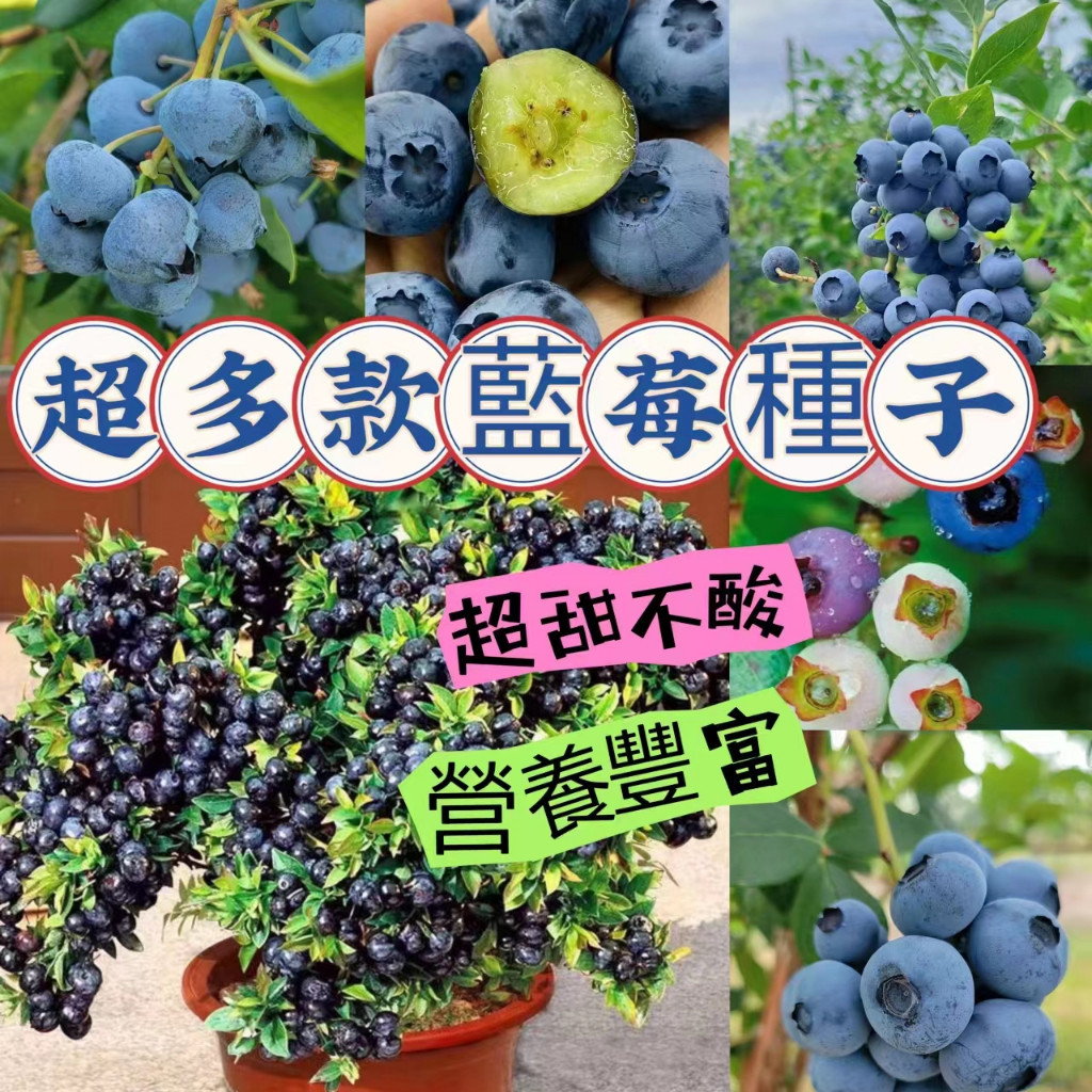 🍁藍莓種子 四季可種 奧尼爾盆栽 地栽庭院陽台種植 藍莓種子 當年結果 多款 選擇 超高發芽率