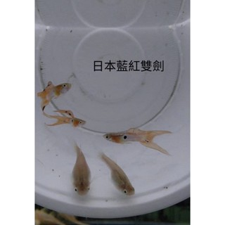 日本藍紅雙劍孔雀 水族 高仿真模型 高蛋白飼料 造景 高級模型●買五對送一對●