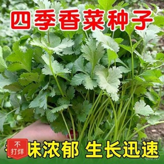 【四季香菜種子】泰國耐熱陽臺盆栽菜園蔬菜種子大葉香菜種籽香菜【酷農種業】