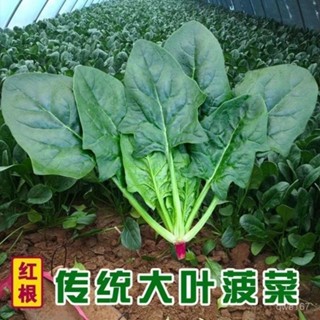 大葉菠菜籽秋冬季蔬菜種子耐熱耐寒四季菠菜種子陽臺盆栽菠菜種子【酷農種業】