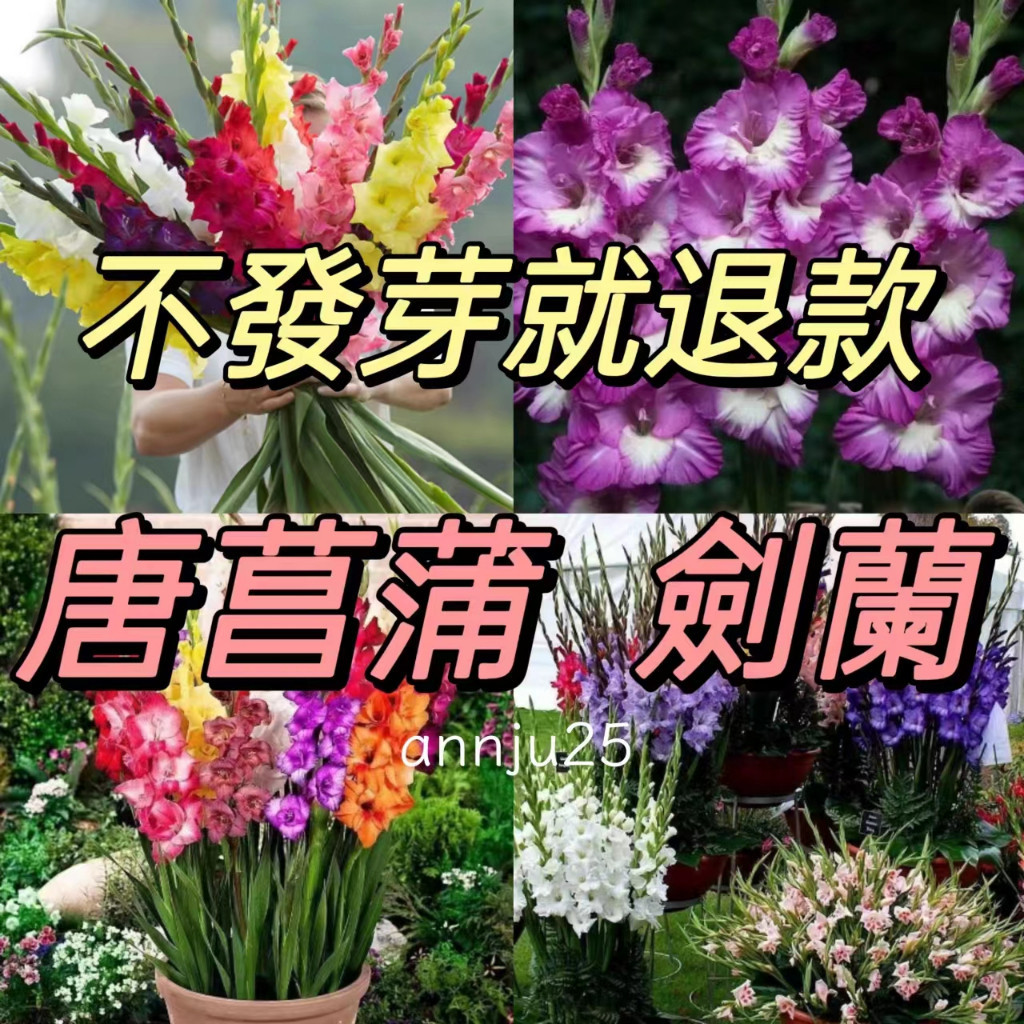 💋花大媽種子 。劍蘭種子💋🔥劍蘭種子 唐菖蒲劍蘭 四季種植 七色花庭院盆栽 多色濃香型觀賞花卉