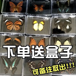 真蝴蝶標本擺件透明盒寶寶禮品敎學用品 拍攝道具創意手工diy裝飾 RSDG