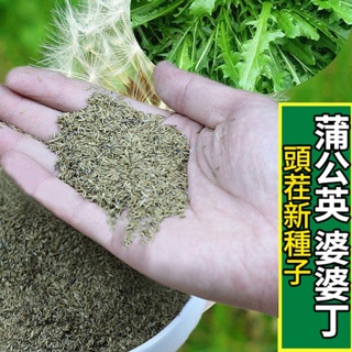 野菜種子 蒲公英種子 野生婆婆丁種子 四季盆栽蔬菜高产量