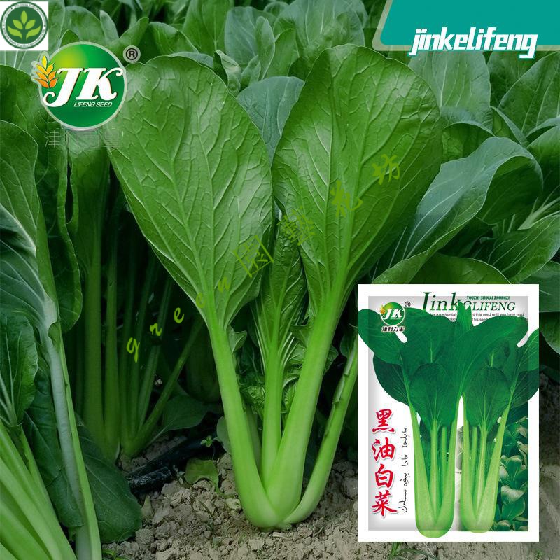 🌱新疆黑油白菜種子黑葉高梗小青菜種籽四季速生蔬菜種孑易種菜籽種 種子 種籽【green園藝花坊】