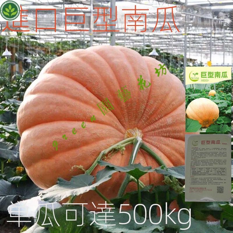 🌱特大南瓜種子 美國巨型南瓜種籽新品種觀賞食用四季春秋蔬菜種子 種子 種籽【green園藝花坊】