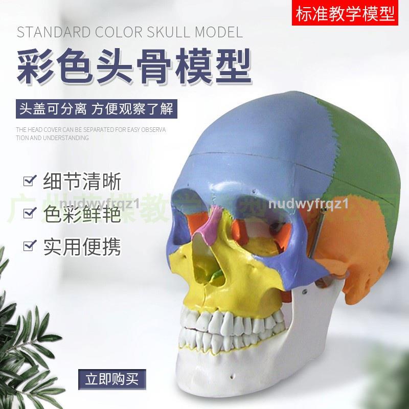 臺灣熱賣🔥🔥人體頭顱骨著色模型 彩色頭骨性分離模型帶頸椎上色區分22塊區域624