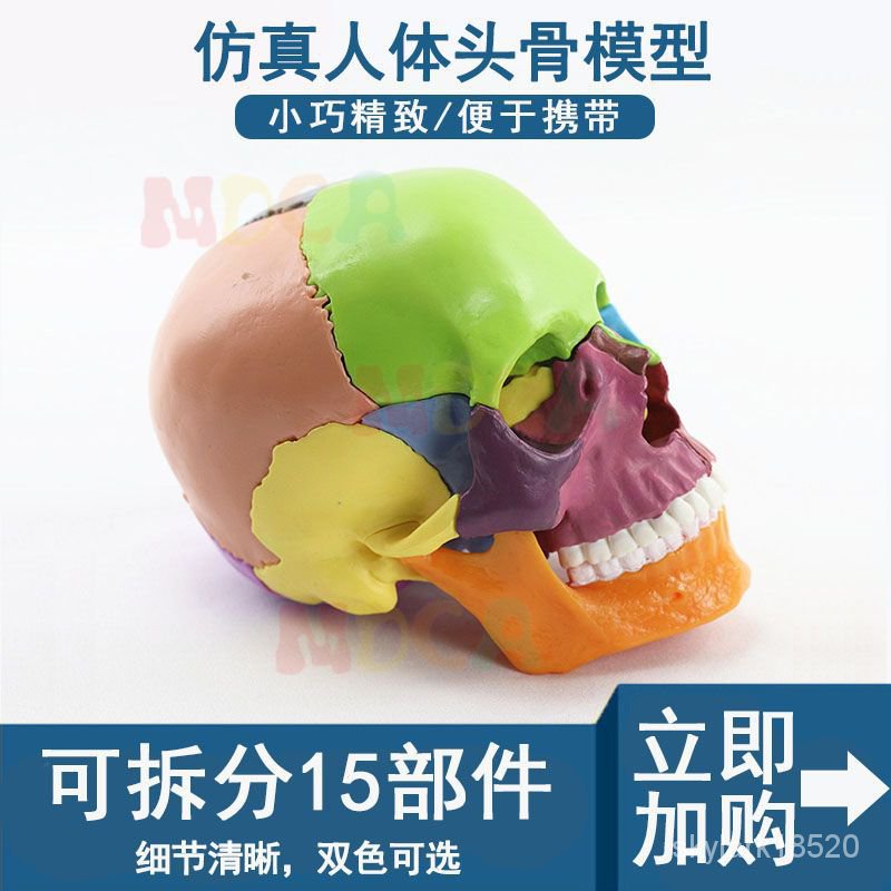 【佐模】可愛ins人體彩色頭骨模型可拆卸頭顱模型醫學敎學骷髏頭模型醫學醫用擺件 NNNS