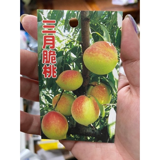 花囍園_水果苗—三月脆桃--鶯歌桃~果肉軟硬適度~清香爽口/4吋高約30-35cm