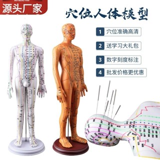 🔥店長推薦🔥人體模型人經絡穴位中醫全身十二銅人模特圖練習小皮人可紮針