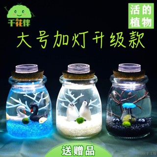 marimo海藻球微景觀 綠藻生態瓶 玻璃diy材料禮物 水培植物 贈送營養液+鑷子+小海螺 DIY手工坊