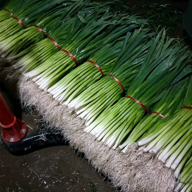 中研花旂韭蔥種子 農田菜園盆栽種植蒜苗抗寒耐熱生長快韭蔥種籽蔬菜種子【臺北花花園藝種子店】