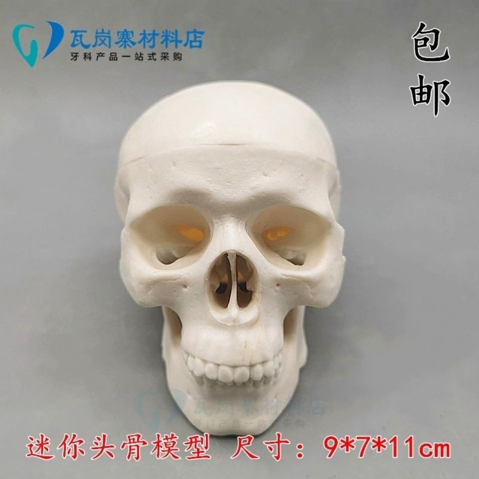 小百合模 迷你頭骨模型 醫學藝用美術人體繪畫頭骨頭顱骨成人口腔模型模型展示模型