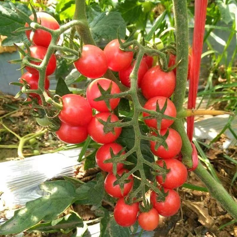 小番茄種子 四季紅黃聖女果小西紅柿蕃茄籽季農傢盆栽蔬菜種孑【酷農種業】