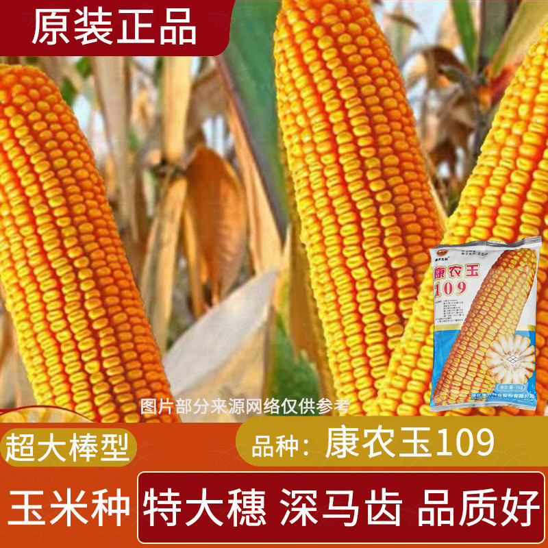 康農玉109玉米種子 抗倒矮桿特大繐高産玉米種子大田白軸玉米種子【酷農種業】