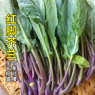 紅腳芥蘭種子紅桿甜芥藍菜種籽春季秋季四季陽臺大田蓋菜蔬菜種籽蔬菜種子【酷農種業】