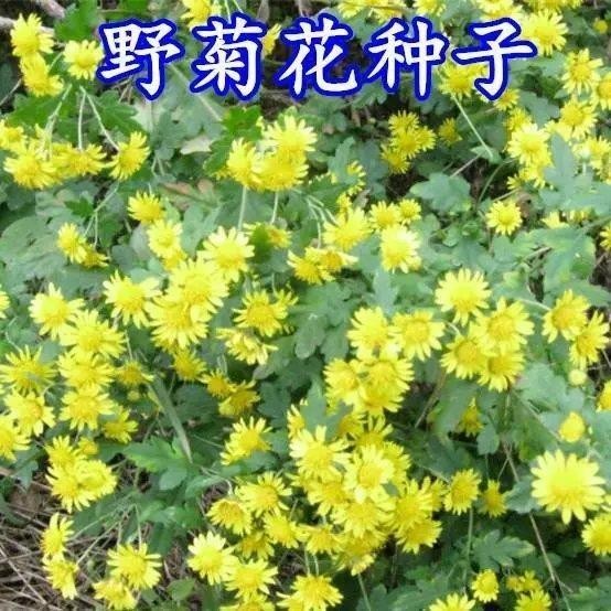 種子 散裝野菊花種子食用泡茶菊花種子山菊花多年生野花種子黃菊花種子/種籽