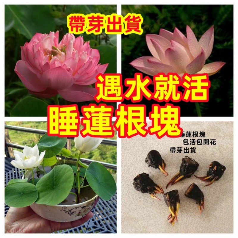 🔥🔥睡蓮種藕 碗蓮根莖包成活包開花迷你睡蓮根塊 遇水就活 荷花種藕苗 一根莖開三朵蓮花新手超級好養 水生植物魚缸水草