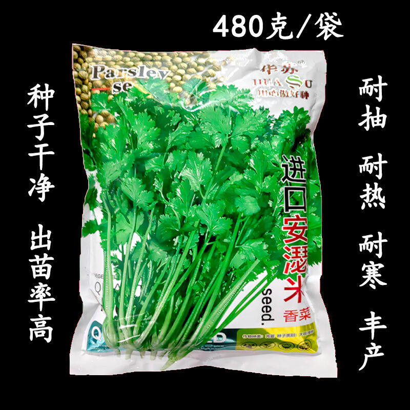 種子 進口安瑟米香菜種子農家盆栽蔬菜秋四季陽臺種菜青菜種籽蔬菜種孑/種籽