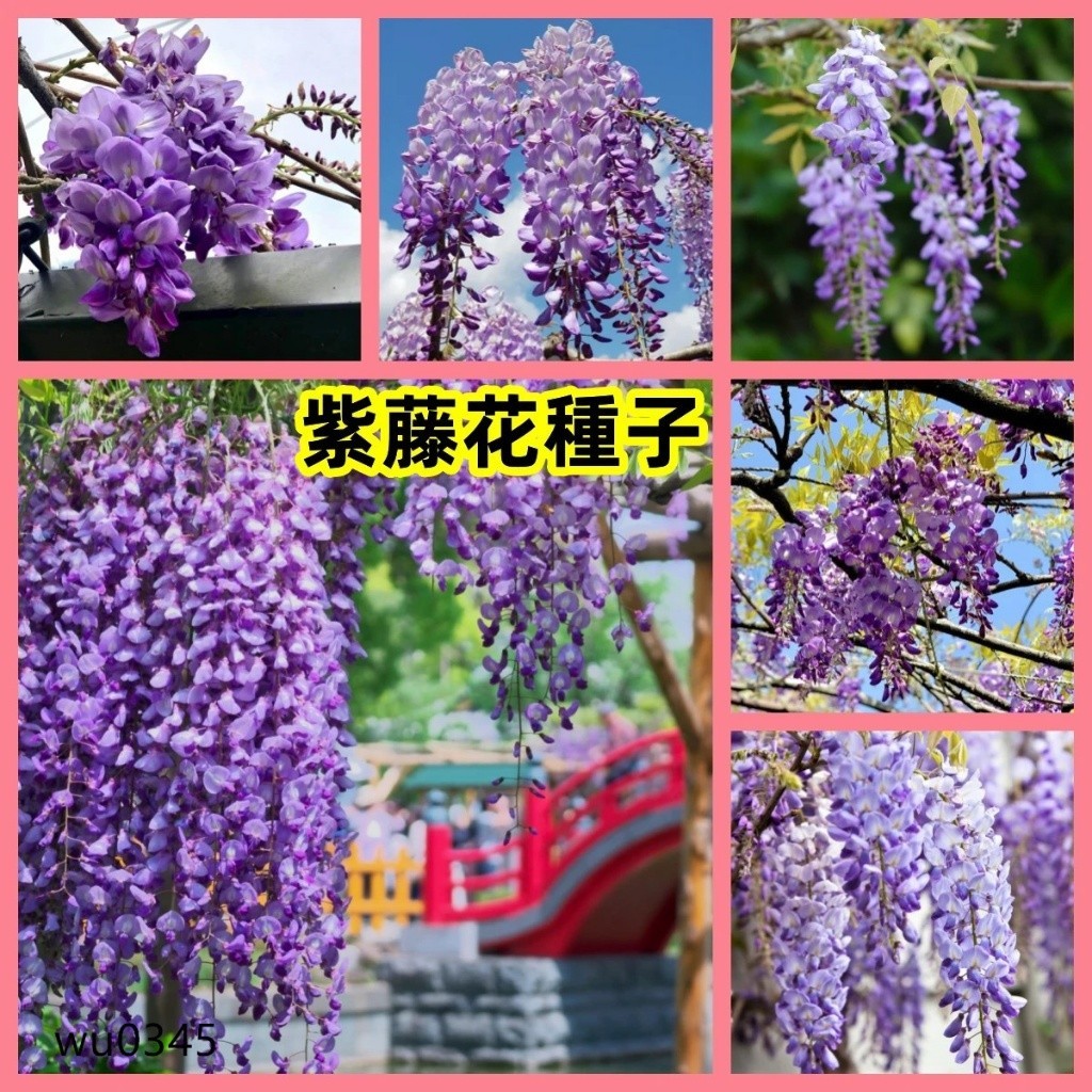 🍓🍓紫藤花種子🔥稀有品種 發芽率99% 日本多花紫藤種子盆栽  紫藤花苗聊聊賣傢 8XYD