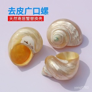 【熱銷】天然海螺貝殻廣口小月光螺寄居蟹捲貝魚替換殻魚缸水族箱造景裝飾 擺件 禮品 招財 裝飾 魚缸 貝殼