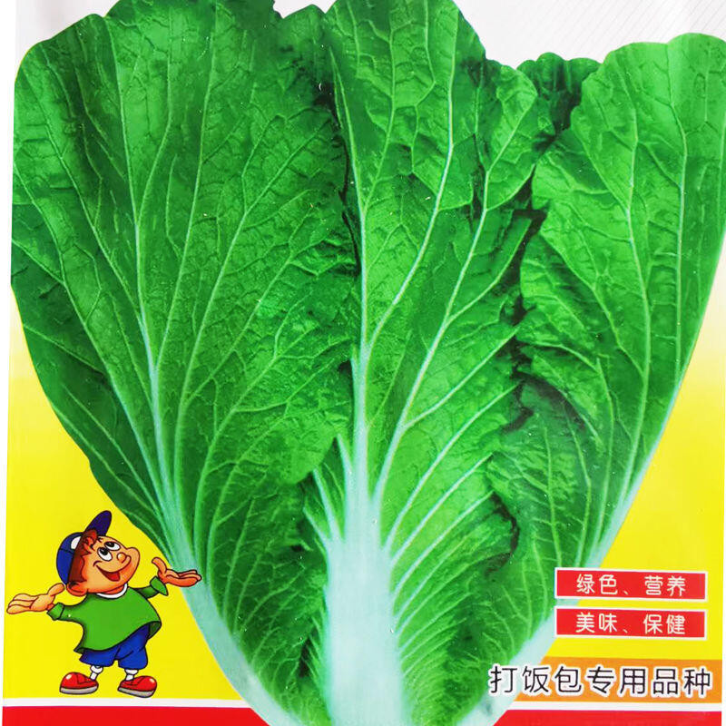 種子 打飯包菜葉東北大白菜葉飯包葉即食蘸醬蔬菜包飯菜大葉美味飯包菜/種籽