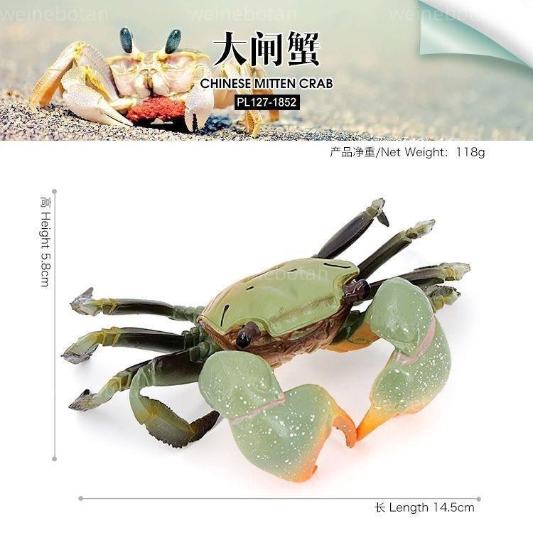 台灣熱銷 仿真海洋動物螃蟹實心模型大閘蟹毛蟹兒童早教認知玩具擺件禮物