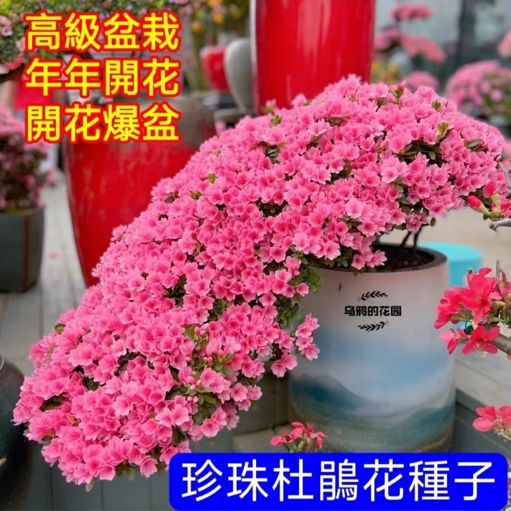 🔥【杜鵑花種子】珍珠杜鵑花種子 盆栽杜鵑花 多色杜鵑花種子 花卉種子 鮮花種植 小院陽台種子 適合春天花卉種植