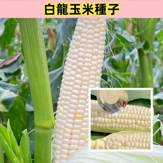 🌺【白龍王玉米種子】今年新品 高質量 白玉米種子 玉米種子 水果玉米種子 爆漿白玉米 可生吃玉米 100%發芽 四季