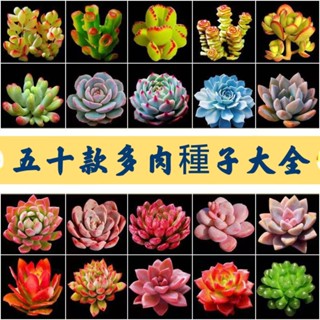 🍓：五十款稀有多肉植物種子 燈泡 熊童子 毛漢尼 四季種植開花盆栽 觀賞花卉種子