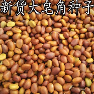 新埰皂角種子大皂角中皂角刺種子種子籬笆圍欄皂莢皂角小皂角種子【酷農種業】