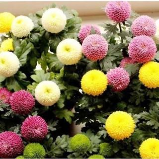 🔥🔥現貨 8款 乒乓菊種子 200粒 菊花翠菊種子 耐寒耐旱易養活 四季開花 觀賞花卉 室內庭院植物盆栽