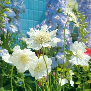 進口造景超仙氣 歐美風格 高加索 藍盆花 好樣易種 陽臺庭院 花仙境搭配植物種子花卉必選款植物種子