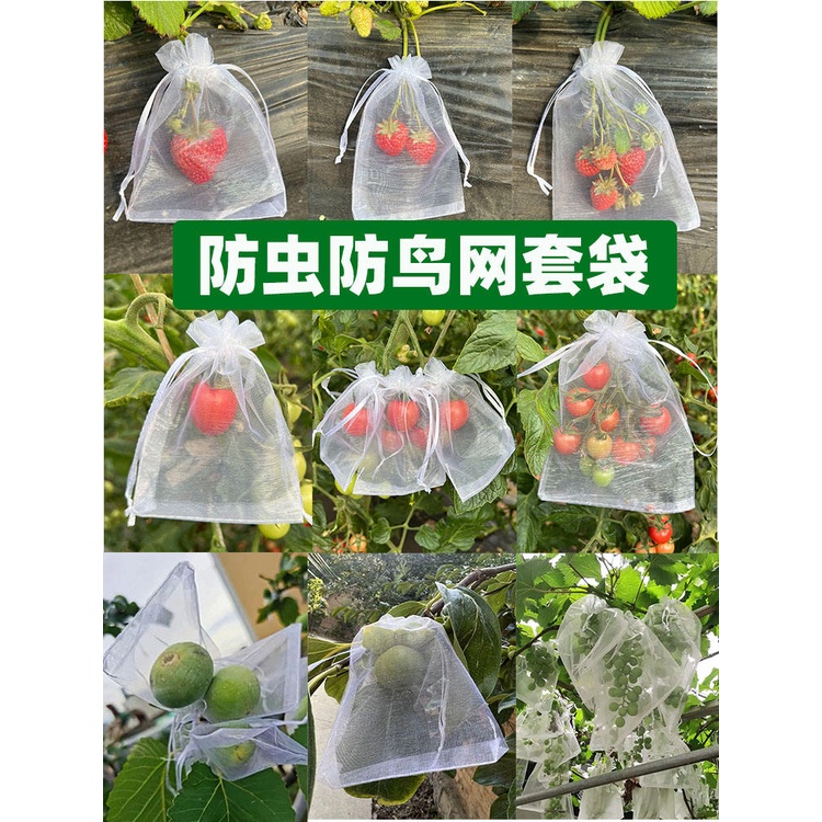 水果網套袋防蟲防鳥紗網袋草莓套袋葡萄透氣套袋無花果芭樂套袋