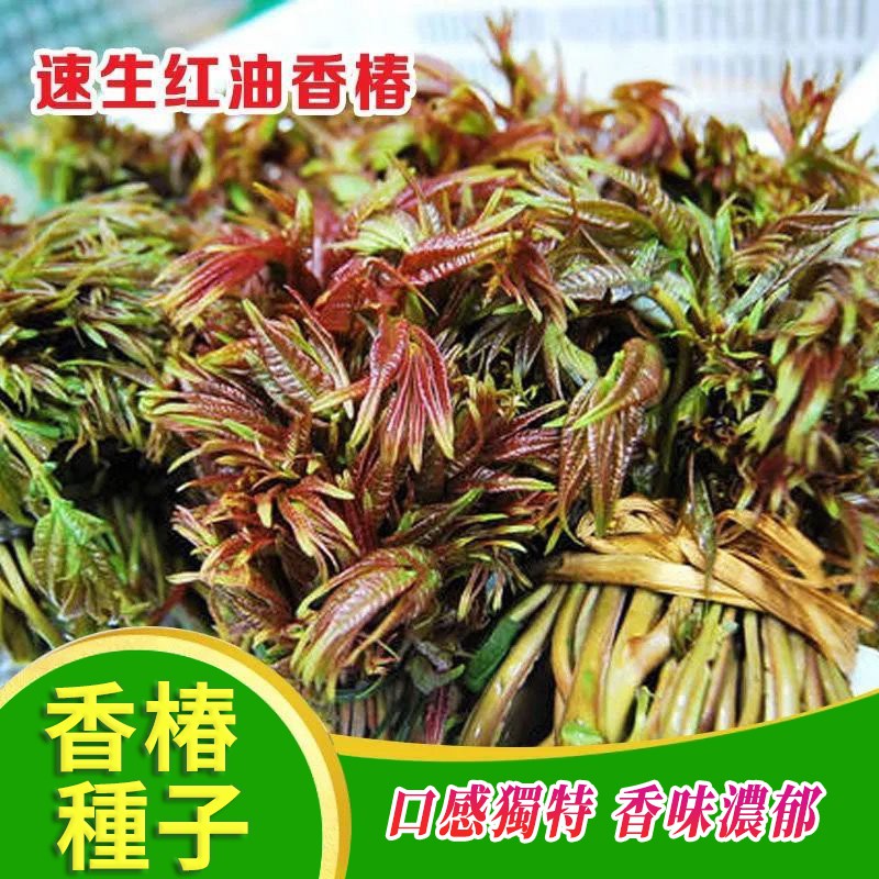 SH香椿種子 紅油香椿種子 香椿樹種子 芽苗菜 四季樹籽 有機蔬菜種子 紅油香椿籽高产量