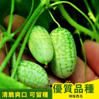 微型拇指西瓜種子 迷你水果小西瓜黃瓜留種陽臺盆栽四季西瓜種子高產量