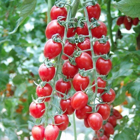 💕台灣💋瀑布小番茄種子 稀有番茄種子 口感酸甜 果實鮮紅 超高發芽率90%水果蔬菜種子