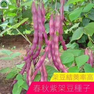 🌱高産早熟紫紅四季豆種子豆角菜豆春秋紫架豆種籽盆栽大田蔬菜種孑 種子 種籽【green園藝花坊】