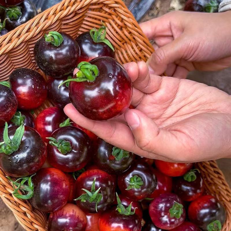 黑珍珠小番茄種子超甜櫻桃小番茄小西紅柿1-8月份種植農傢番茄種有機蔬菜