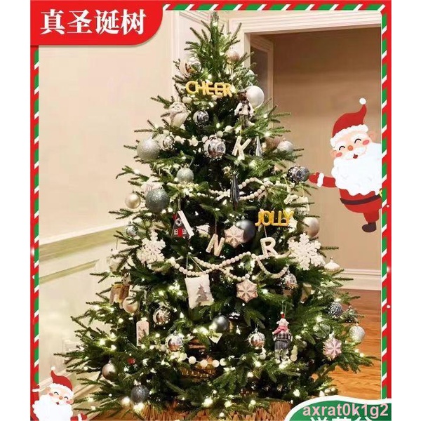 🍕真的圣誕樹真樹盆栽活挪威云杉真正的圣誕樹松樹大諾貝松小型家用1127🍫不可即