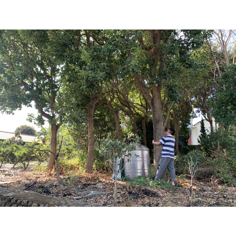 自家後院用心種植的牛樟樹，在南投縣名間鄉，詳情請私訊聊