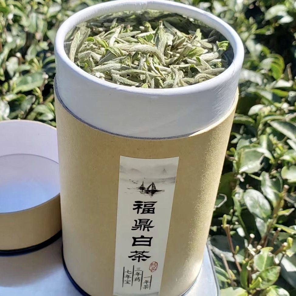 福鼎白茶 2021年 白毫銀針 雨前 首采 純天然 特級 白毫銀針 春季白茶