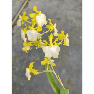 綠金文心蘭Onc.Haiwaiian Sunset"Oro Verde"