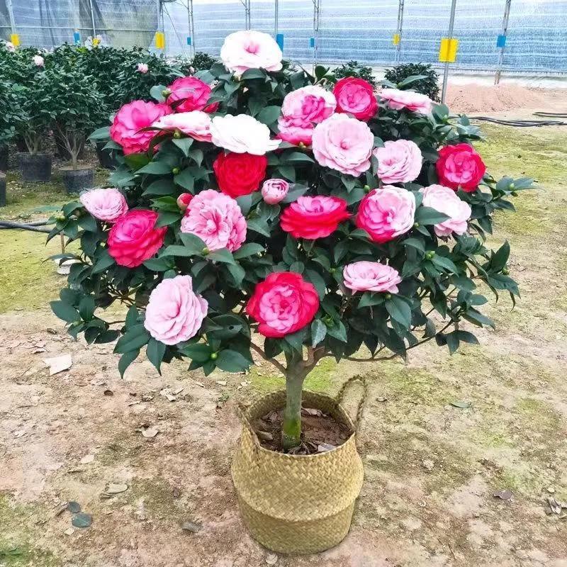 本家自培濃香型山茶花重瓣樹苗耐寒好養花卉盆栽綠植物室內外 種子 花卉 花苗