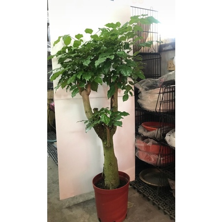 花囍園_喬木觀賞植物—進財樹/聚寶樹(粗頭)--漂亮的傘型~適合送禮/8吋高約50-60cm