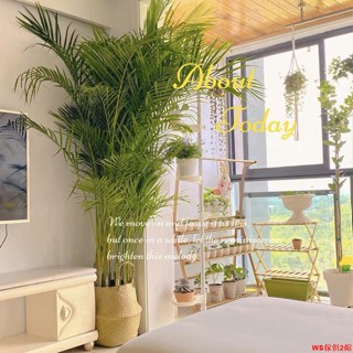 【免運】散尾葵大型植物盆栽客廳落地綠植辦公室大棵鳳尾竹室內網紅夏威夷WS傢俱館2店
