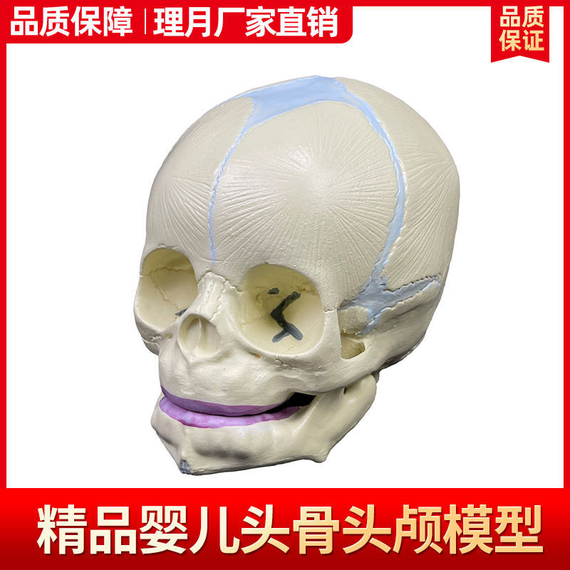 嬰兒頭骨頭顱模型人體兒童頭醫學教學模具胎兒顱骨新生兒幼兒模型