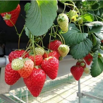 ❀果大超甜 當季結果 多款草莓種子 價格低 易播種 陽臺盆栽水果種子 四季播種 超優惠 口感極佳 發芽率高達90% 水果
