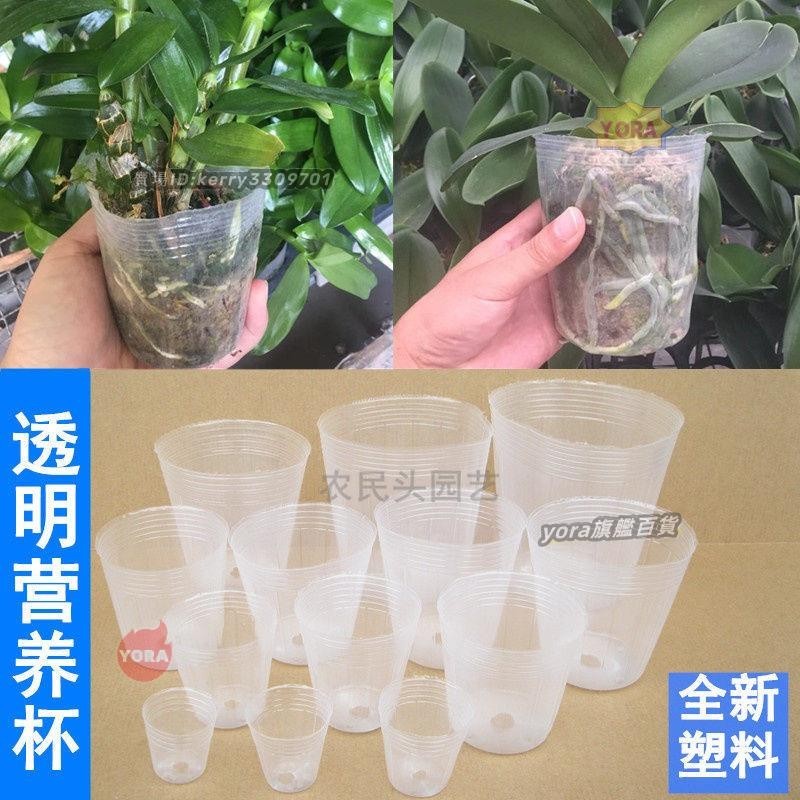 透明育苗杯蝴蝶蘭專用營養杯蘭花多肉石斛育苗白色軟塑料花盆營養