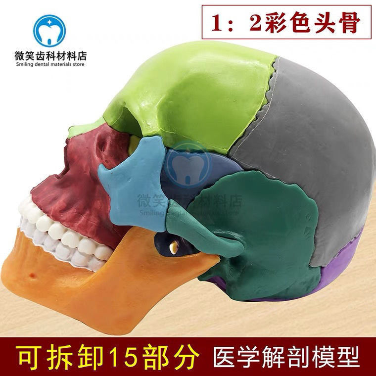 小百合模口腔模型 1:2 可拆分頭顱模型 醫用藝用 彩色頭骨骷髏頭包郵模型展示模型