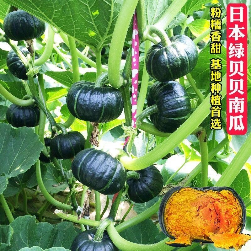 種子 綠貝貝迷你小南瓜種子高產日本板栗農家蔬菜籽四季苗春秋蔬菜種子/種籽